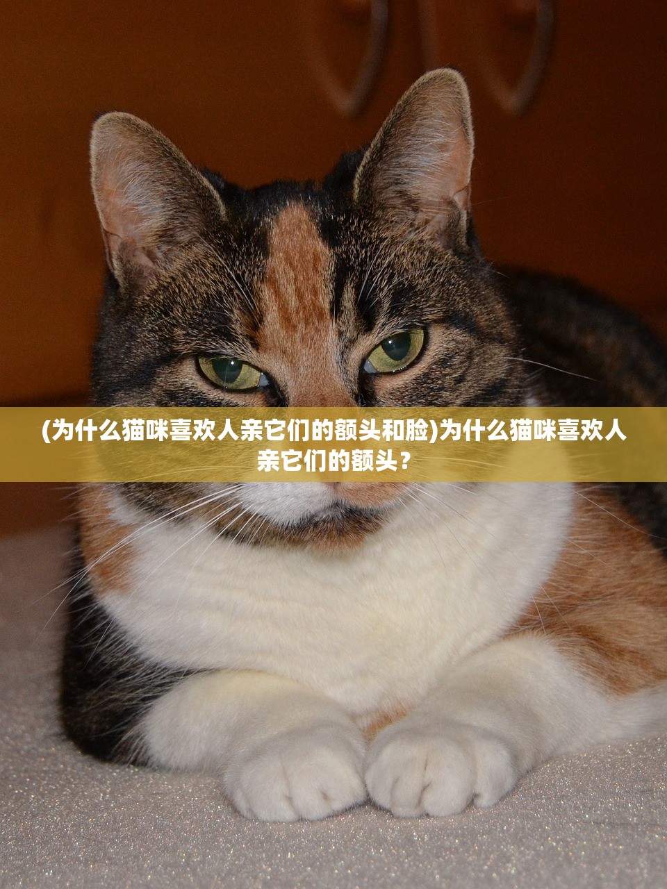 (超次元大海战停服原因)超次元大海战2024年播出时间解析及期待展望