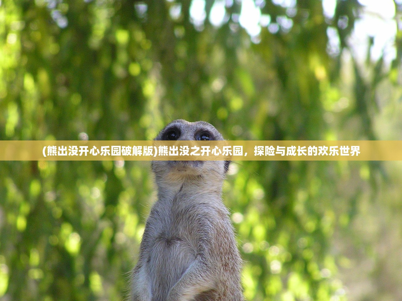 (挑斗三国阵容推荐)挑斗三国，最佳阵容搭配策略解析