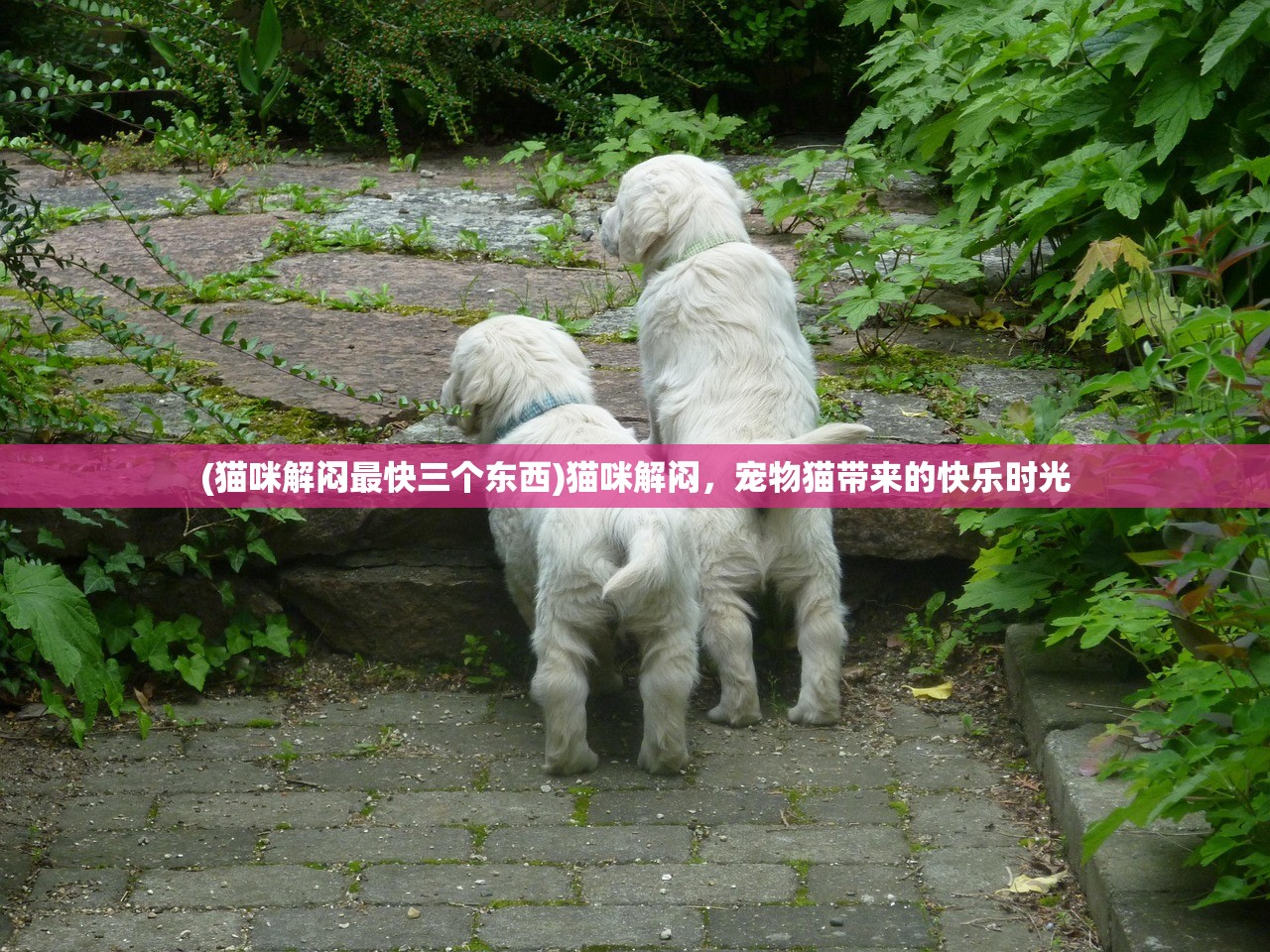 (猫咪解闷最快三个东西)猫咪解闷，宠物猫带来的快乐时光