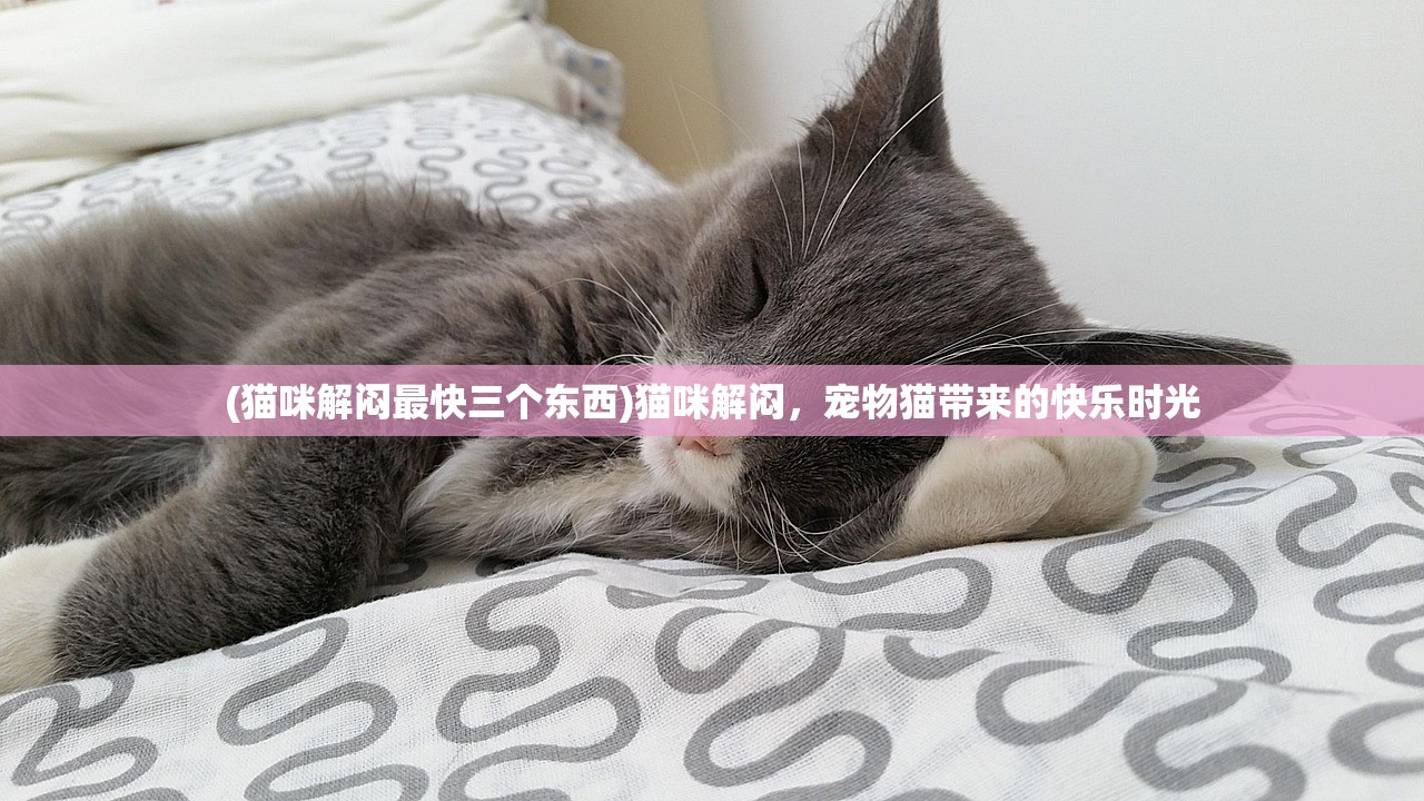 (猫咪解闷最快三个东西)猫咪解闷，宠物猫带来的快乐时光